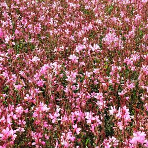 Oenothera lindheimeri 'Siskiyou Pink' (was Gaura) ---